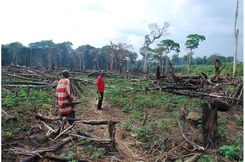 The fight against deforestation: Why are Congolese farmers clearing forest?
