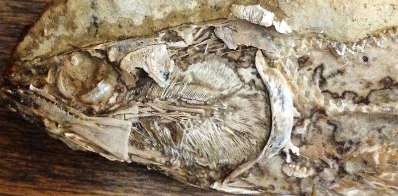The first fossilised heart ever found in a prehistoric animal