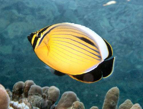 The first genome of a coral reef fish