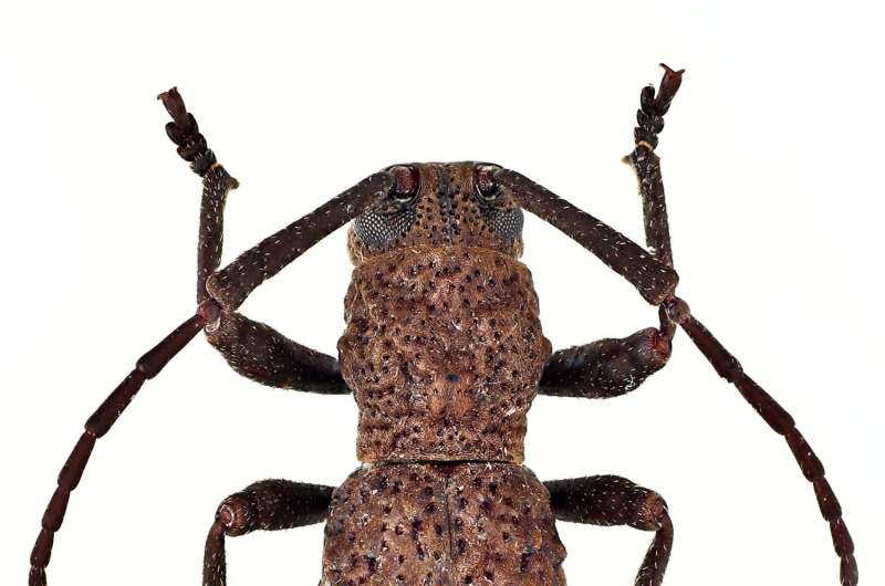 The first long-horned beetle giving birth to live young discovered in Borneo
