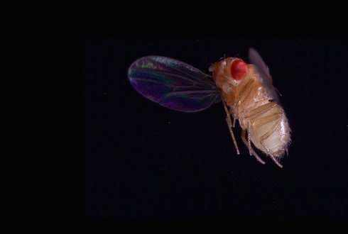 The flight of fruit flies under the microscope