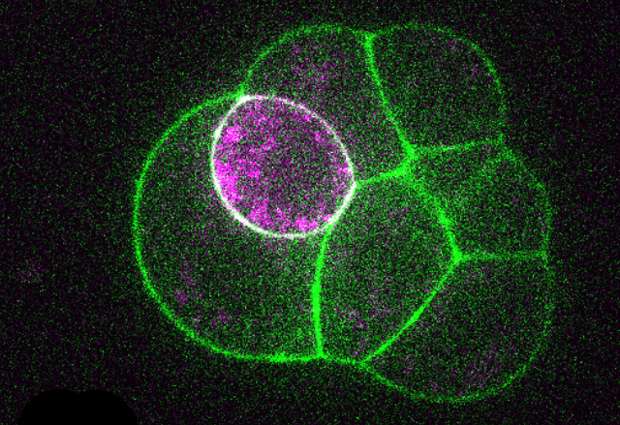 The force is strong with embryo cells