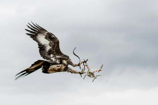 The French air force is training eagles to recognize and physically take down potentially dangerous drones