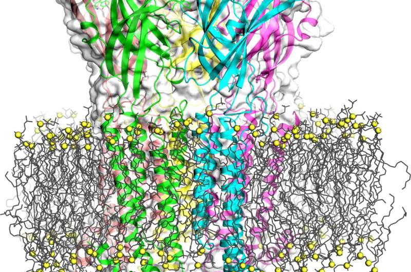 The gates of serotonin: Cracking the workings of a notorious receptor