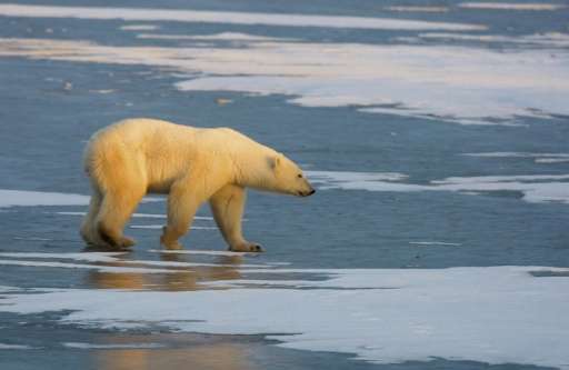 The global population of polar bears—scientific name Ursus maritimus—is estimated at about 25,000, according to a study