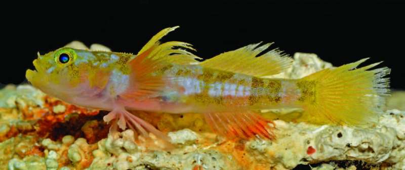 The Godzilla goby is the latest new species discovered by the Smithsonian DROP project