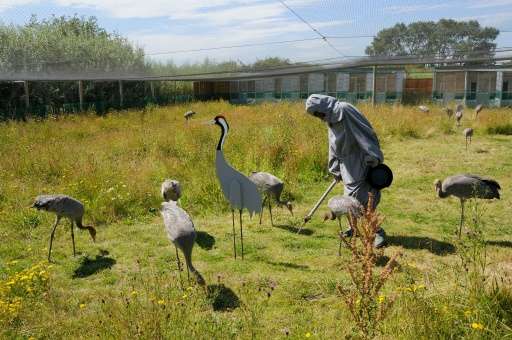 The Great Crane Project is a partnership between the RSPB, the Wildfowl &amp; Wetlands Trust and the Pensthorpe Conservation Tru