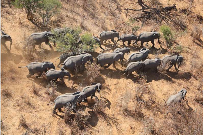 The Great Elephant Census reports massive loss of African savannah elephants