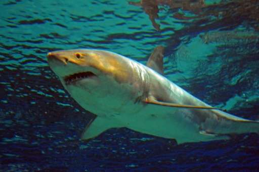 The great white shark of about 3.5 metres was captured and exhibited in one of the world's rare cases at a Japanese aquarium but