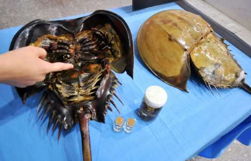 The horseshoe crab, &quot;kabutogani&quot; in Japanese, meaning literally &quot;warrior helmet crab&quot; has survived for 200 m