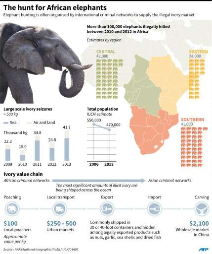 The hunt for African elephants