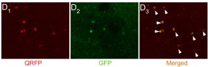 The hypothalamic QRFP—a neuropeptide between food and mood