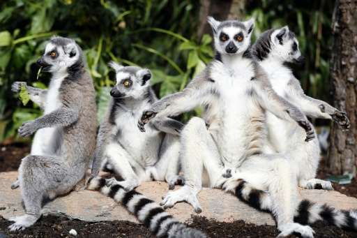 The iconic ring-tailed lemurs are probably the most widely recognised amongst around 100 known species in Madagascar