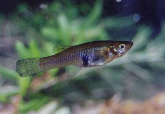 The invasive success of the mosquitofish is due to its genetic variability
