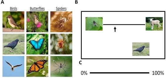 The itsy bitsy spider? Arachnophobes overestimate spider sizes