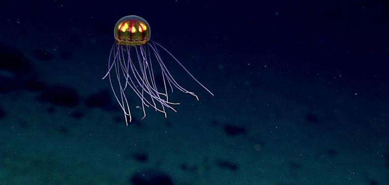 The jellyfish that's turning heads