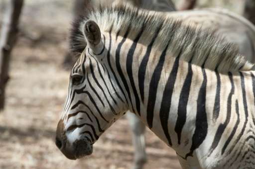 The last of the original quagga Zebra, found only in South Africa's Western Cape region, died in an Amsterdam zoo in 1883