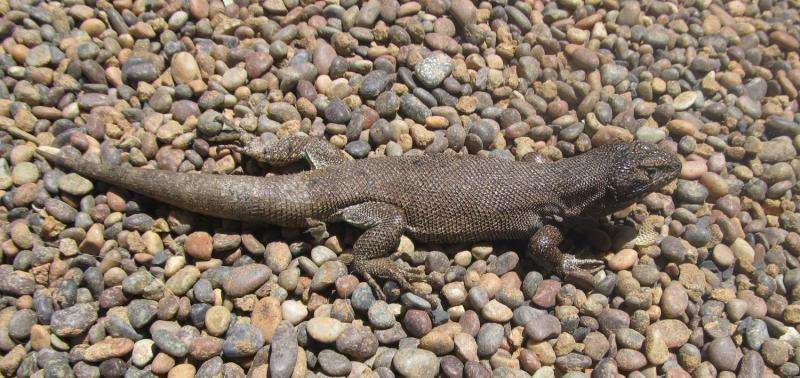 The lizard of consistency: New iguana species which sticks to its colors found in Chile
