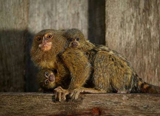 The marmosets, also known as thumb monkeys, are in demand on the black market as pets