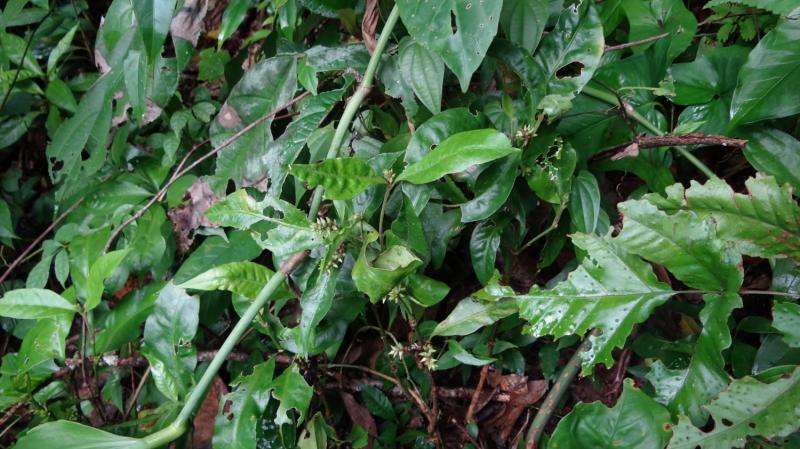 The name’s Jamesbondia—new group of Caribbean plants named after James Bond