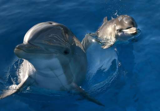 The National Aquarium in Baltimore has decided to transfer its dolphins to a marine sanctuary - a protected coastal habitat, whe