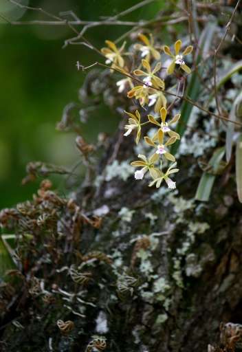 The native Florida Butterfly Orchid blooms on the grounds at Fairchild Tropical Gardens in Miami