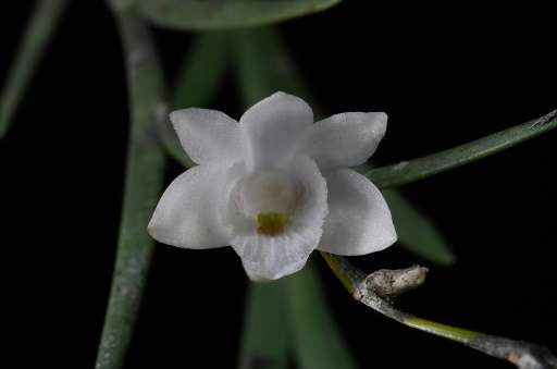 The new orchid was named as the dendrobium lydiae species and was found on the southern Philippine island of Mindanao
