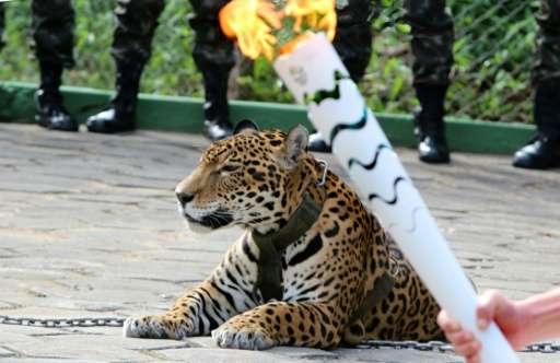 The organisers of the Rio Games have apologised for using a &quot;chained wild animal&quot; in an Olympic Torch ceremony after t