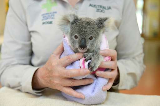The orphaned baby koala Shayne is being cared for by the Australia Zoo Wildlife Hospital in Queensland, which treats an average 