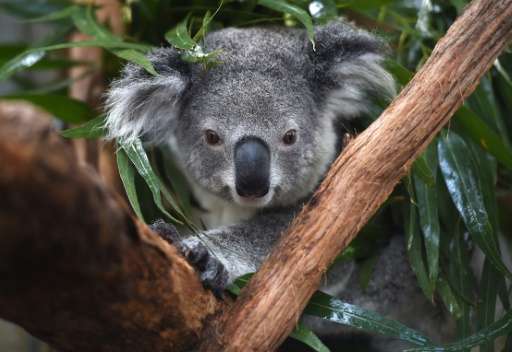 The outlook for koala populations on Australia's east coast is dire as habitat loss, dog attacks, car strikes, climate change an