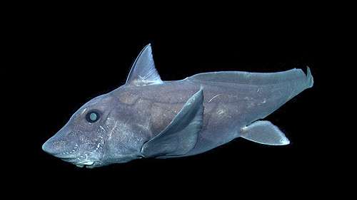 The pointy-nosed blue chimaera really gets around