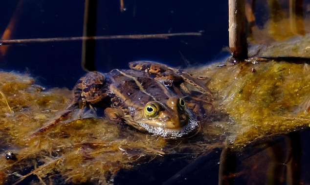 The pool frog adapts its growth to Sweden's cold temperatures