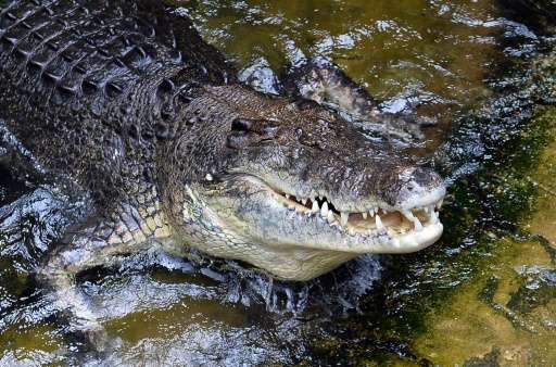 The population of Australian crocodiles has swollen since the reptiles were officially protected in 1971, posing dangers for swi