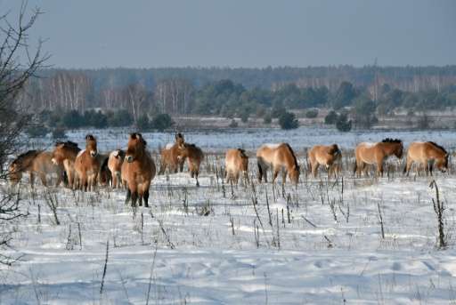 The Przewalski horse species was discovered by a Russian explorer in the 19th century, leading to a surge of interest in Europe,