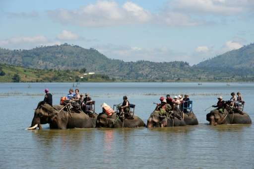 There are fewer than 100 elephants left in the wild in Vietnam and just 80 or so in captivity, mostly used to ferry tourists aro
