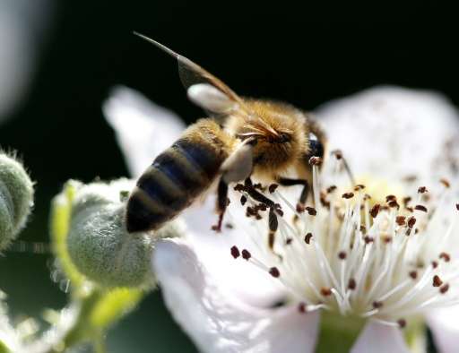 There are some 20,000 species of bees responsible for fertilising more than 90 percent of the world's 107 major crops
