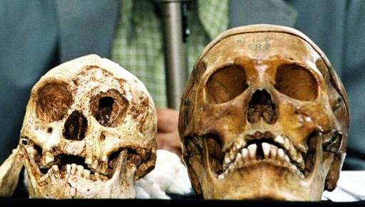 The remains of Indonesia's hobbit-sized humans (L) and modern human (R) are displayed at Gadjah Mada University in Yogyakarta, I
