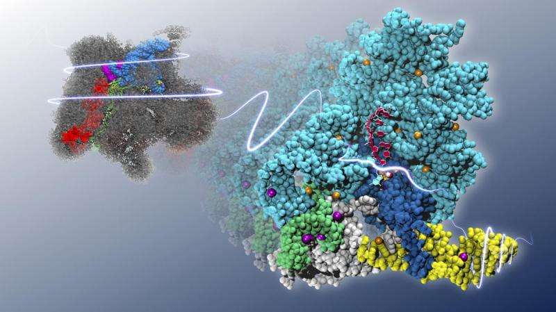 The RNA that snips and stitches RNA
