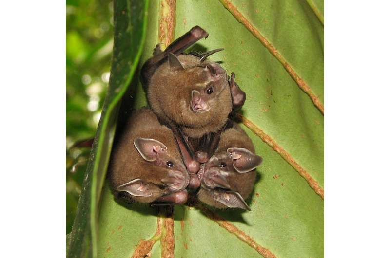 The scientists found out, that bats are transmitters of infections dangerous for humans