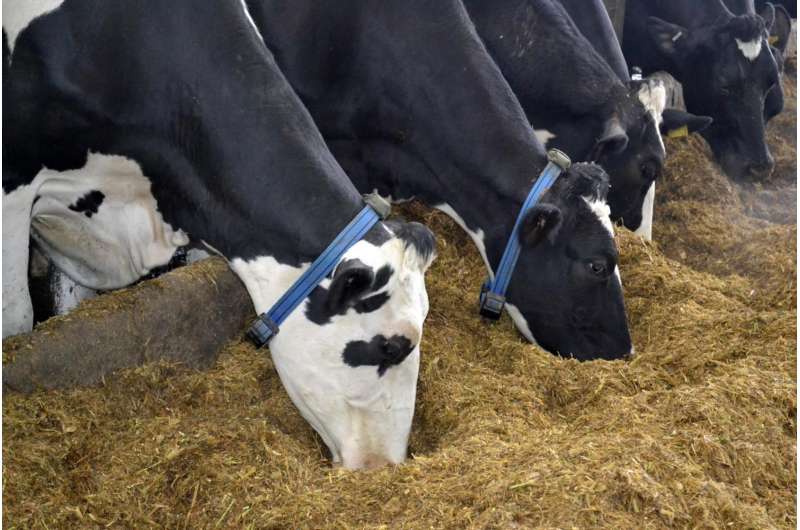 The sensors worn around the cows’ necks provide a wealth of data.