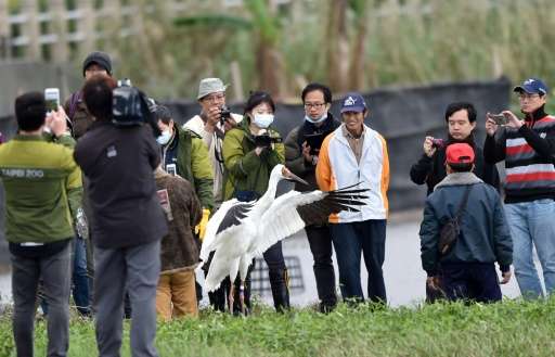 The Siberian white crane that landed in Taiwan after getting lost on migration over a year ago made headlines