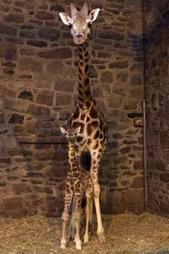 The six-feet-tall Rothschild's giraffe youngster, which is yet to be sexed or named, arrived to first-time mum Tula at around 7a