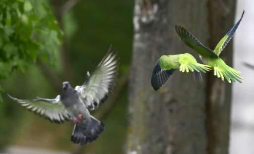 The South American monk parakeet is considered an invasive species in Spain where it has become a problem, competing with local 