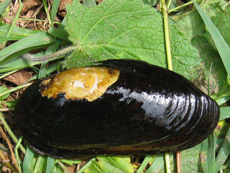 The status quo on Europe's mussels