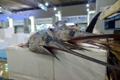 The swordfish species as a whole is not threatened but its Mediterranean sub-group is overfished having fallen an estimated two-