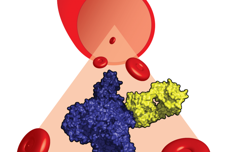The therapeutic antibody eculizumab caught in action