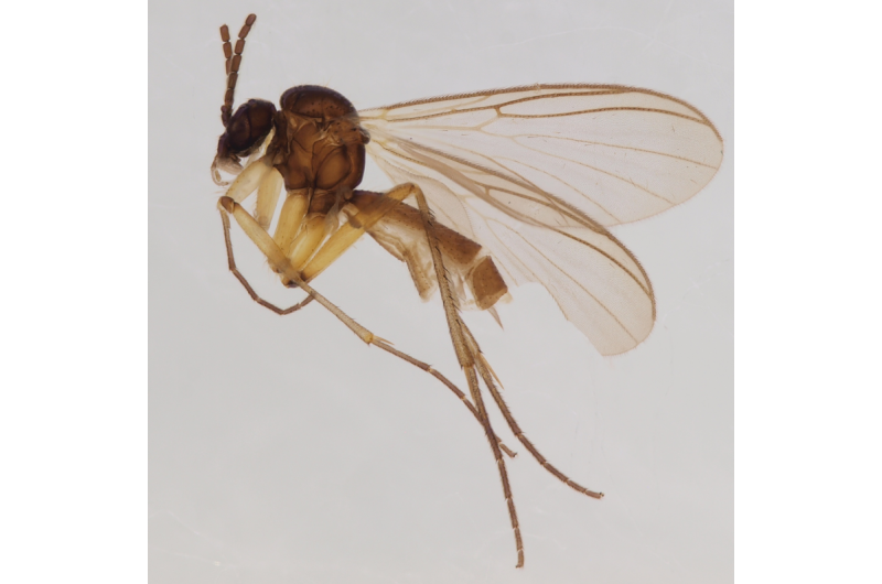 The tip of an iceburg: Four new fungus gnat species from the Scandinavian north