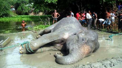 The tranquillised wild elephant lies on the ground after being pulled from a pond by Bangladesh forest officials and villagers, 