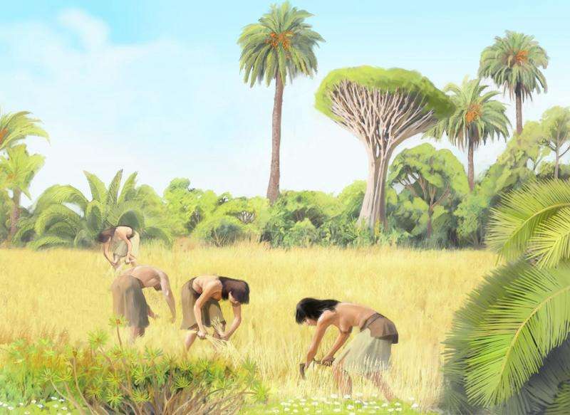 The vegetation of Gran Canaria changed after the arrival of humans