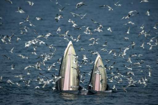 The way that Bryde's whales feed is the greatest biomechanical event in the world, says a Thai whale-spotting guide